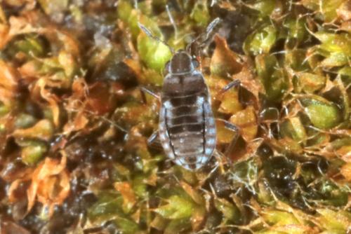 Réf. 229 208 : Microvelia reticulata